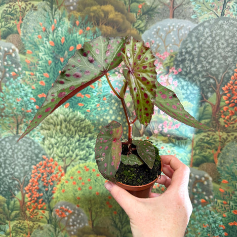 Begonia amphioxus x malachosticta - Sprouts of Bristol