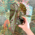 Begonia amphioxus x malachosticta - Sprouts of Bristol