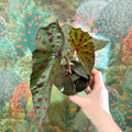 Begonia amphioxus x malachosticta - Sprouts of Bristol