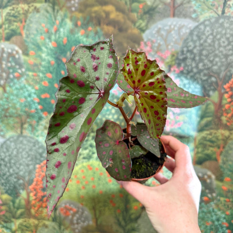 Begonia amphioxus x malachosticta - Sprouts of Bristol