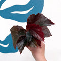 Begonia ‘Black Bat’ - Sprouts of Bristol