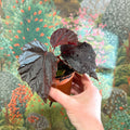 Begonia ‘Black Bat’ - Sprouts of Bristol