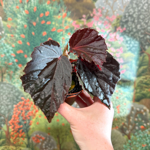 Begonia ‘Black Bat’ - Sprouts of Bristol