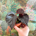 Begonia ‘Black Bat’ - Sprouts of Bristol