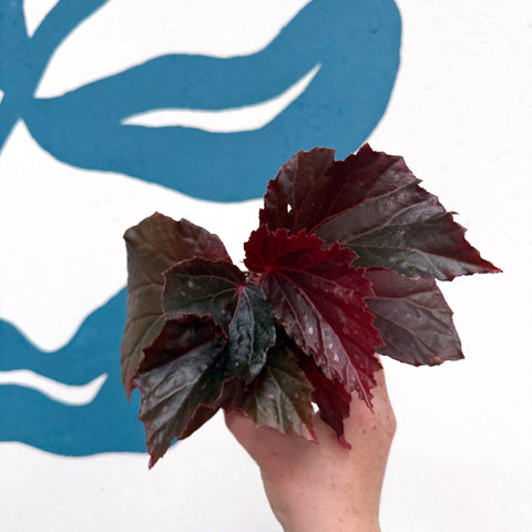 Begonia ‘Black Bat’ - Sprouts of Bristol