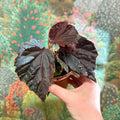 Begonia ‘Black Bat’ - Sprouts of Bristol