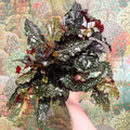 Begonia ‘Black Forest’ – Rex Begonia - Sprouts of Bristol