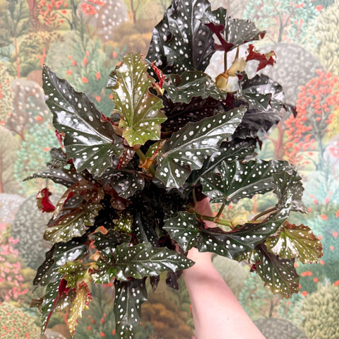 Begonia ‘Black Forest’ – Rex Begonia - Sprouts of Bristol