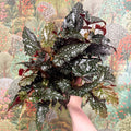 Begonia ‘Black Forest’ – Rex Begonia - Sprouts of Bristol