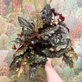 Begonia ‘Black Forest’ – Rex Begonia - Sprouts of Bristol