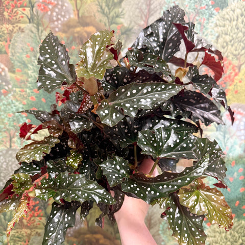 Begonia ‘Black Forest’ – Rex Begonia - Sprouts of Bristol