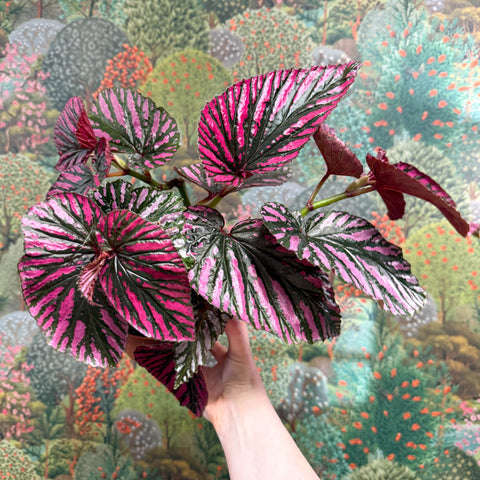 Begonia brevirimosa - Sprouts of Bristol
