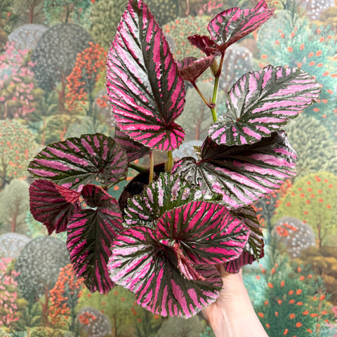 Begonia brevirimosa - Sprouts of Bristol