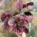 Begonia brevirimosa - Sprouts of Bristol