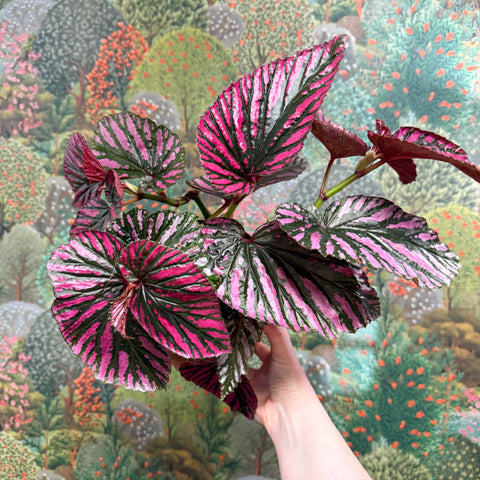 Begonia brevirimosa - Sprouts of Bristol