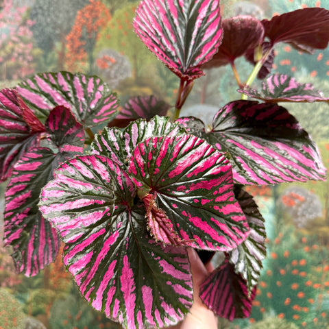 Begonia brevirimosa - Sprouts of Bristol