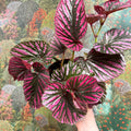 Begonia brevirimosa - Sprouts of Bristol