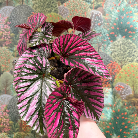 Begonia brevirimosa - Sprouts of Bristol