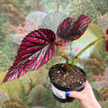 Begonia brevirimosa - Sprouts of Bristol