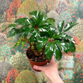Begonia carolineifolia ‘Highlander’ – Palm Leaf Begonia - Sprouts of Bristol