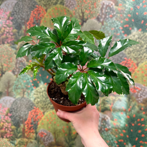 Begonia carolineifolia ‘Highlander’ – Palm Leaf Begonia - Sprouts of Bristol