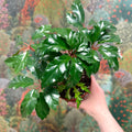 Begonia carolineifolia ‘Highlander’ – Palm Leaf Begonia - Sprouts of Bristol