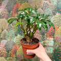 Begonia carolineifolia ‘Highlander’ – Palm Leaf Begonia - Sprouts of Bristol