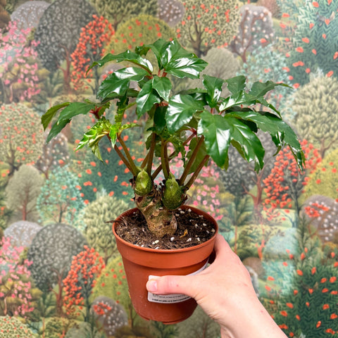Begonia carolineifolia ‘Highlander’ – Palm Leaf Begonia - Sprouts of Bristol
