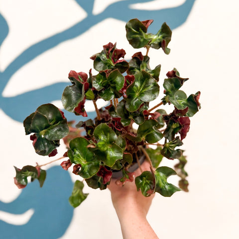 Begonia 'Cathedral' - Welsh Grown - Sprouts of Bristol