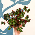 Begonia 'Cathedral' - Welsh Grown - Sprouts of Bristol