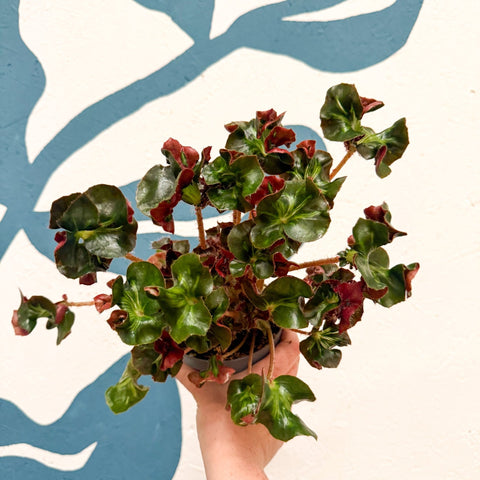 Begonia 'Cathedral' - Welsh Grown - Sprouts of Bristol