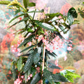 Begonia ‘Coral Pink’ - Sprouts of Bristol