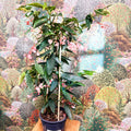 Begonia ‘Coral Pink’ - Sprouts of Bristol