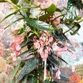 Begonia ‘Coral Pink’ - Sprouts of Bristol