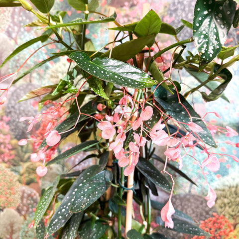 Begonia ‘Coral Pink’ - Sprouts of Bristol