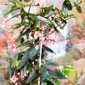 Begonia ‘Coral Pink’ - Sprouts of Bristol