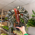 Begonia ‘Cracklin’ Rosie’ - Sprouts of Bristol