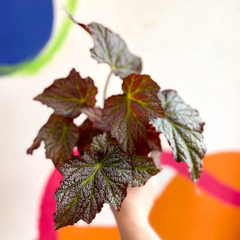 Begonia 'De Elegans' - Welsh Grown - Sprouts of Bristol