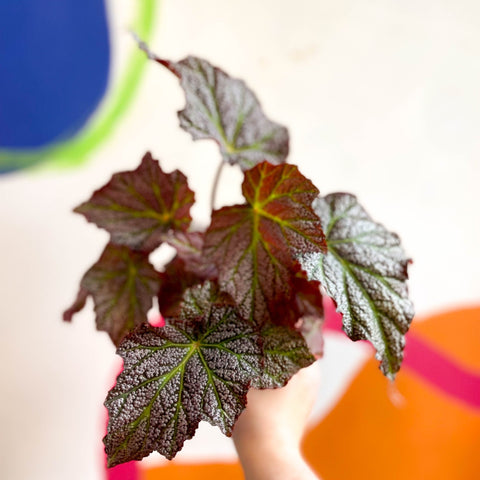 Begonia 'De Elegans' - Welsh Grown - Sprouts of Bristol