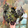 Begonia ‘Draco’ - Sprouts of Bristol