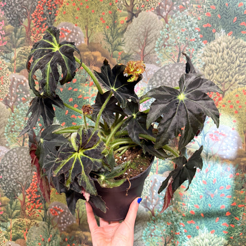 Begonia ‘Draco’ - Sprouts of Bristol