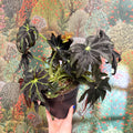 Begonia ‘Draco’ - Sprouts of Bristol