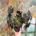 Begonia ‘Draco’ - Sprouts of Bristol