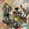 Begonia ‘Draco’ - Sprouts of Bristol