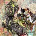 Begonia ‘Draco’ - Sprouts of Bristol