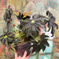 Begonia ‘Draco’ - Sprouts of Bristol