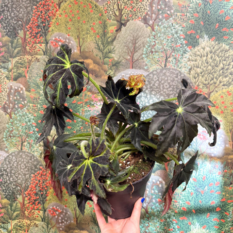 Begonia ‘Draco’ - Sprouts of Bristol