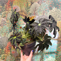 Begonia ‘Draco’ - Sprouts of Bristol