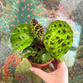 Begonia ferox - Fierce Plant - Sprouts of Bristol