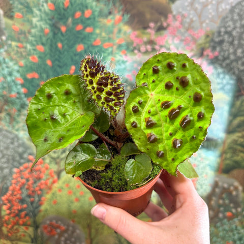 Begonia ferox - Fierce Plant - Sprouts of Bristol